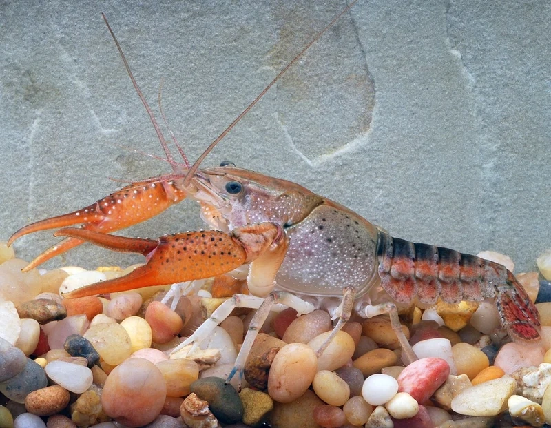 Ngắm hình tôm kiểng cute sinh động và nổi bật