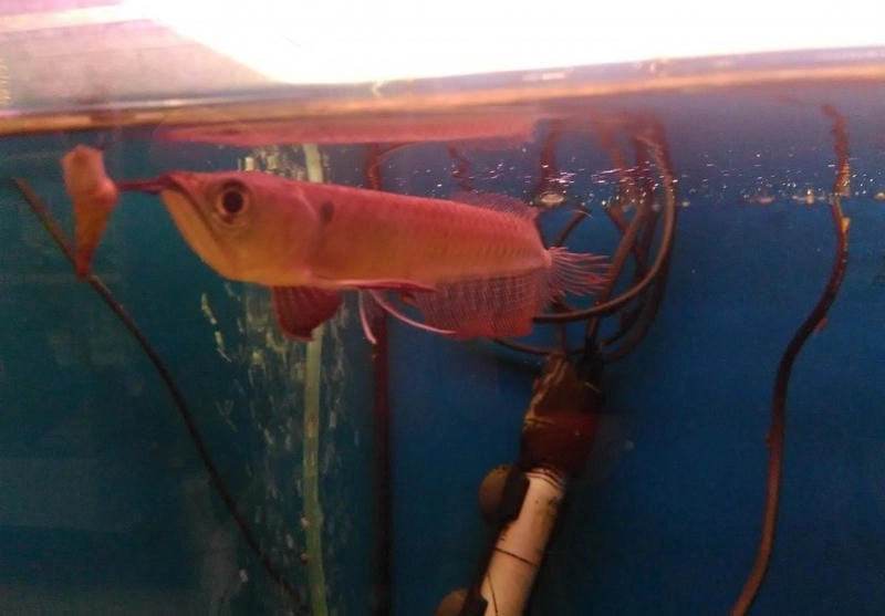 Cá ngân long phổ biến trong giới chơi cá cảnh