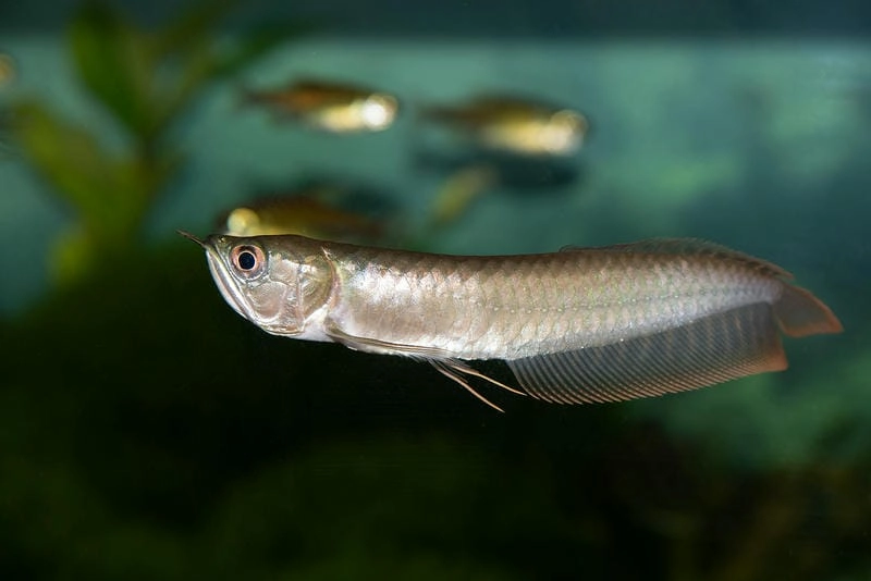 Cá ngân long phong thủy mang ý nghĩa tài lộc