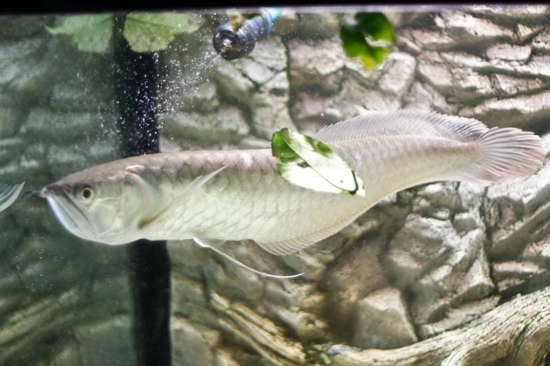 Cá ngân long được ưa chuộng nhờ vẻ đẹp mạnh mẽ