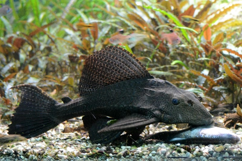 Cá tỳ bà được nuôi nhiều nhờ lợi ích thiết thực