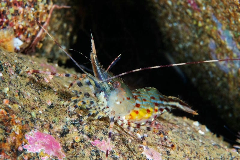 Tép riu biển đặc điểm nổi bật dễ quan sát