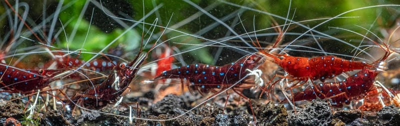 Tép riu biển kích thước nhỏ khó nhận ra