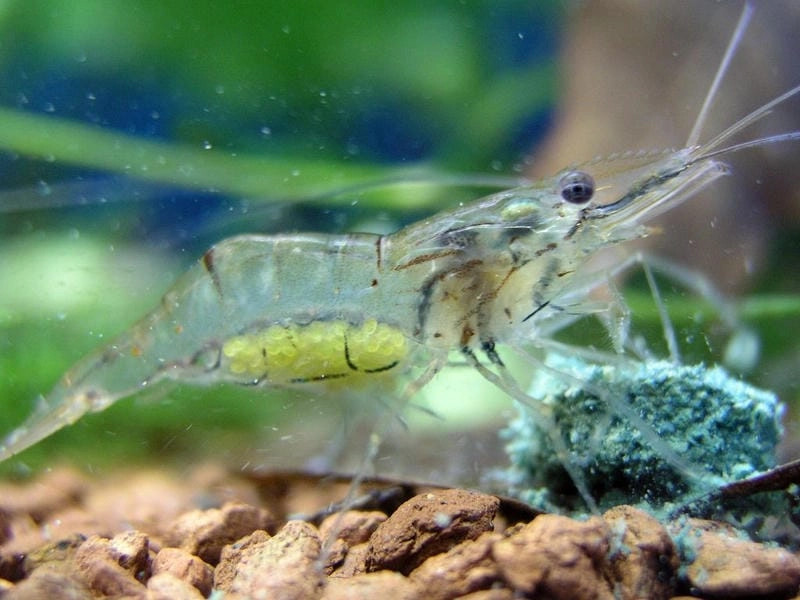 Tép riu biển vai trò sinh học rất quan trọng