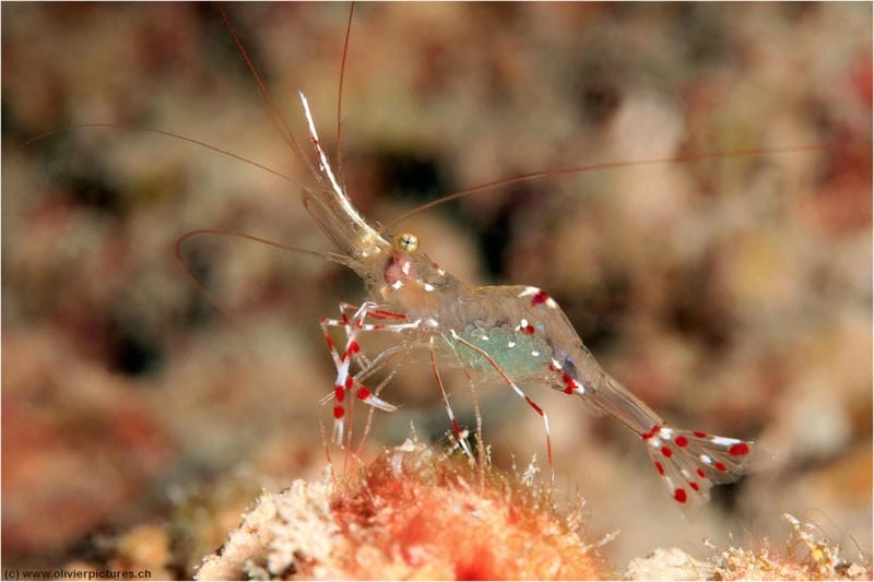 Tép riu biển chuỗi thức ăn nền tảng biển