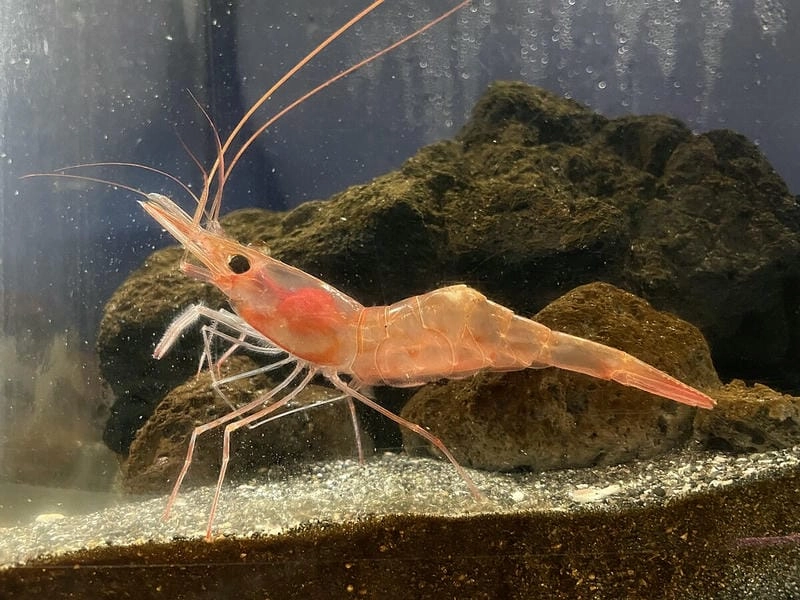 Tép riu biển vùng biển Việt Nam khá dồi dào