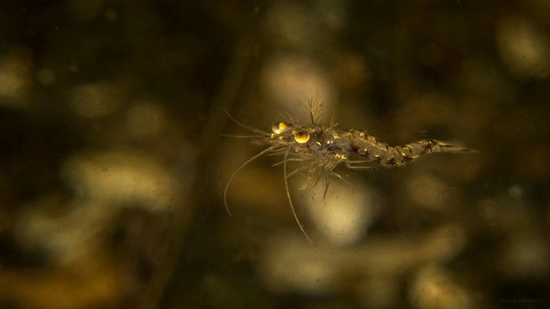 Tép riu biển loài phổ thông trong sinh học