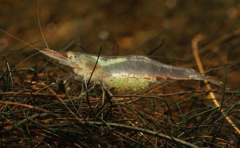 Tép rong cảnh tạo điểm nhấn sinh động cho hồ