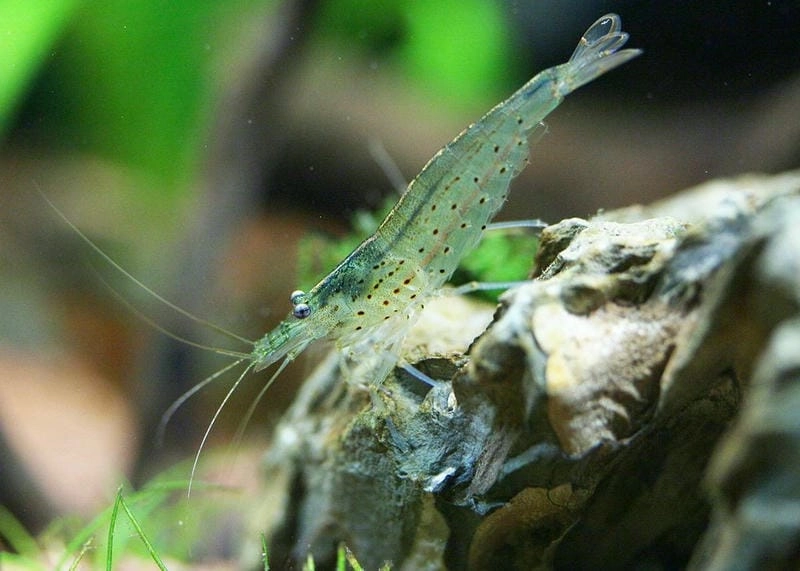 Tép rong thủy sinh hỗ trợ cân bằng hệ nước