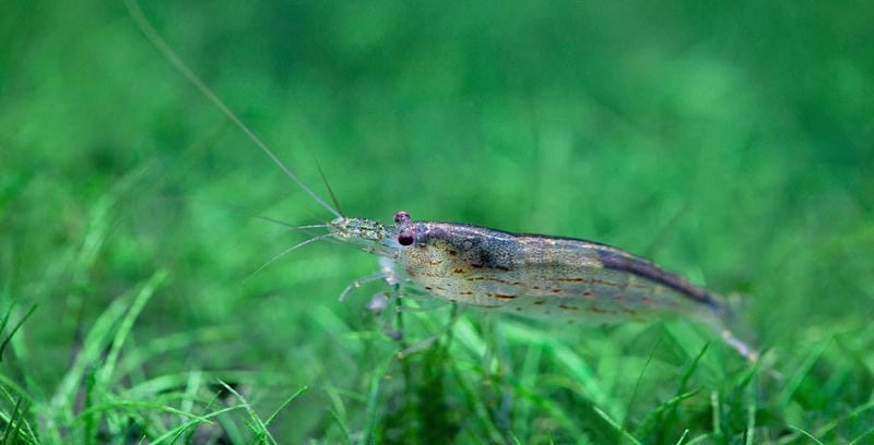 Tép rong nước ngọt thích nghi tốt môi trường