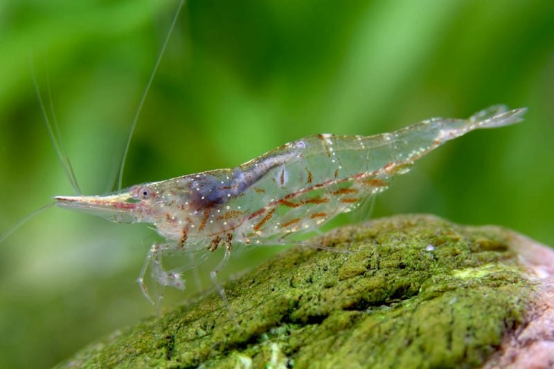 Tép rong dễ nuôi không tốn nhiều công sức