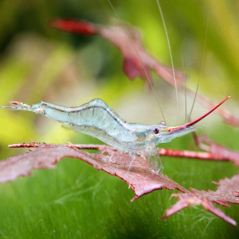 Tép rong nhỏ bé góp phần làm bể thêm sạch