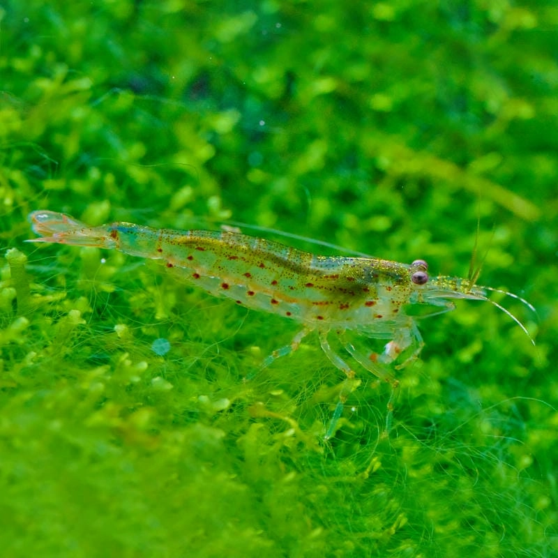 Tép rong giá bao nhiêu phù hợp nhiều người