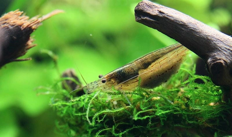 Tép rong khỏe mạnh hoạt động liên tục trong hồ