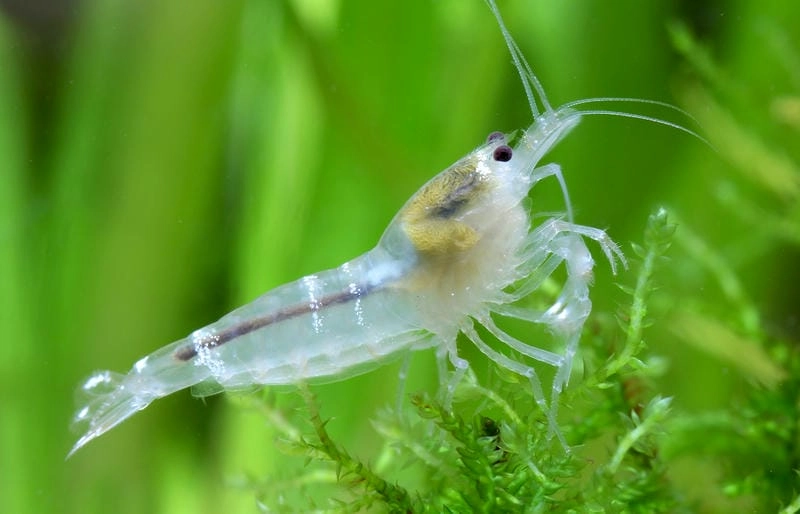 Tép rong được ưa chuộng nhờ lợi ích thiết thực