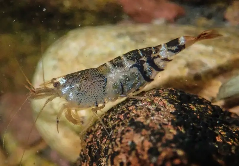 Tép rong nuôi chung cá khá an toàn ổn định