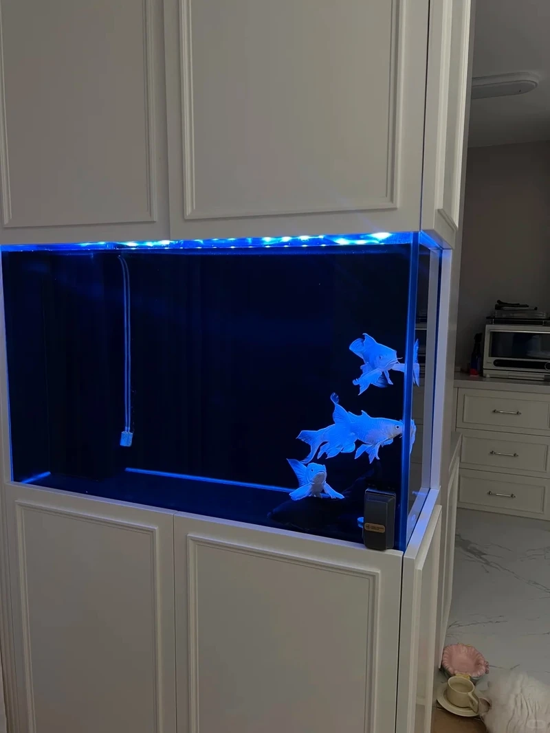 Bộ sưu tập bể cá âm tường trang trí cực đẹp