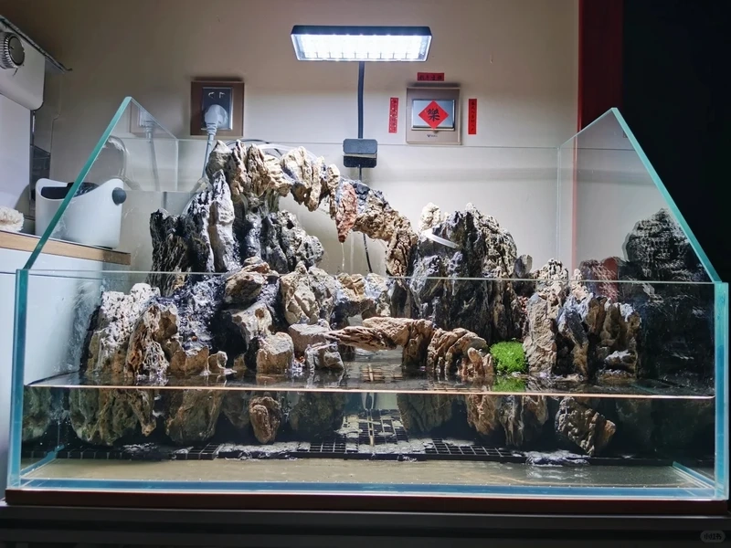 Khám phá bể cá bán cạn paludarium cực hút mắt