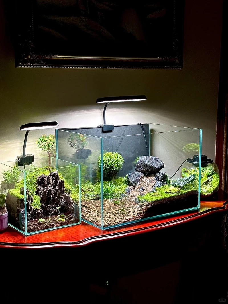 Gợi ý bể cá bán cạn trong nhà thư giãn mỗi ngày