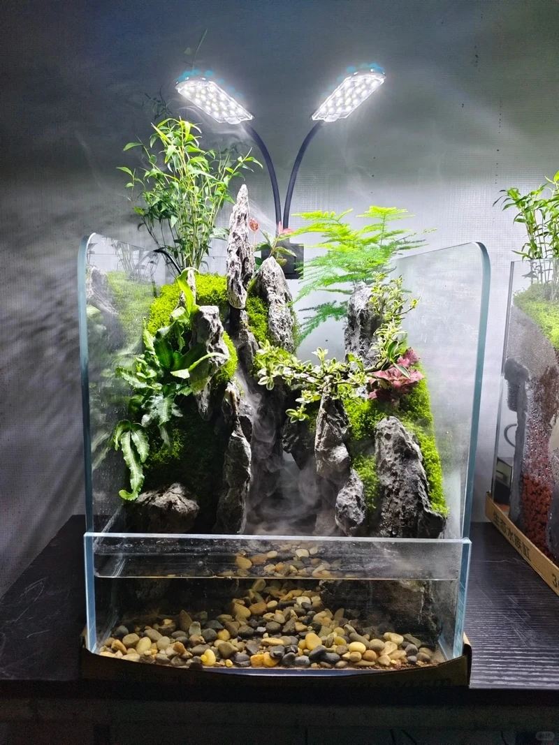 Hướng dẫn bể cá bán cạn trồng cây dễ áp dụng