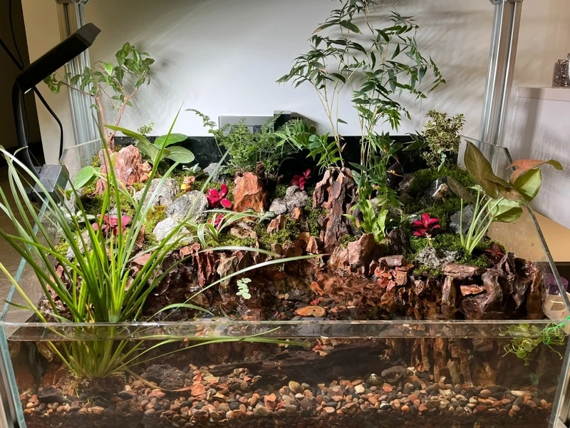 Thiết kế bể cá bán cạn đá lũa đầy chiều sâu