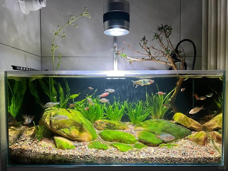 Gợi ý setup bể thủy sinh biotop đẹp tự nhiên chuẩn cảnh thật