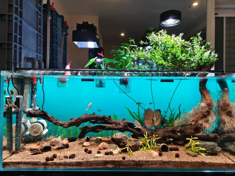 Ngắm trọn vẻ hoang sơ của bể thủy sinh biotop đẹp tự nhiên