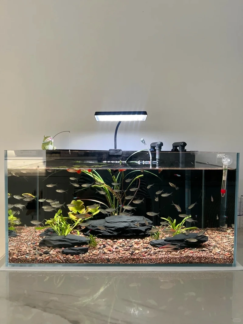 Người mới nên thử bể thủy sinh biotop nước ngọt