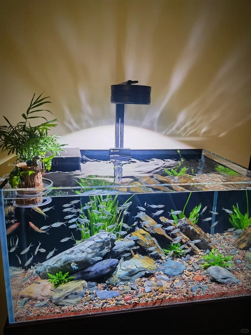 Tái hiện thiên nhiên bằng bể thủy sinh biotop rừng ngập