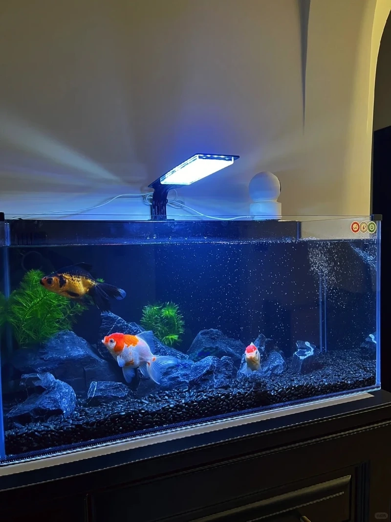 Nhẹ nhàng tinh gọn với bể thủy sinh biotop tối giản