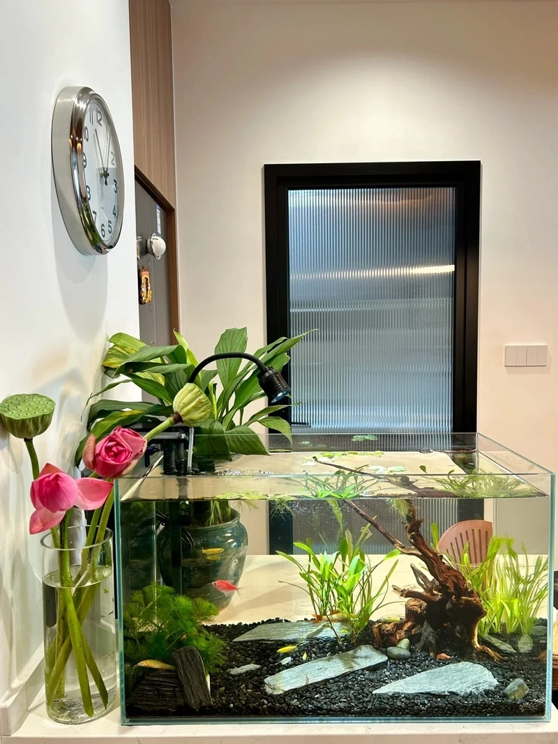 Dân chơi thích bể thủy sinh biotop hoang dã