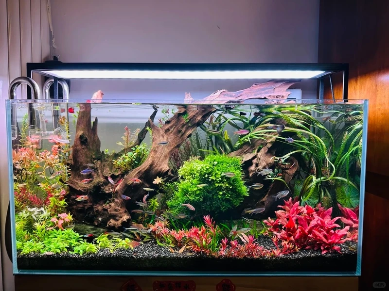 Ý tưởng mới cho bể thủy sinh biotop layout