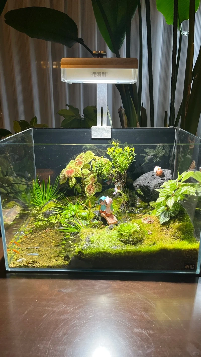 Ngắm mãi không chán bể thủy sinh biotop tự nhiên đẹp