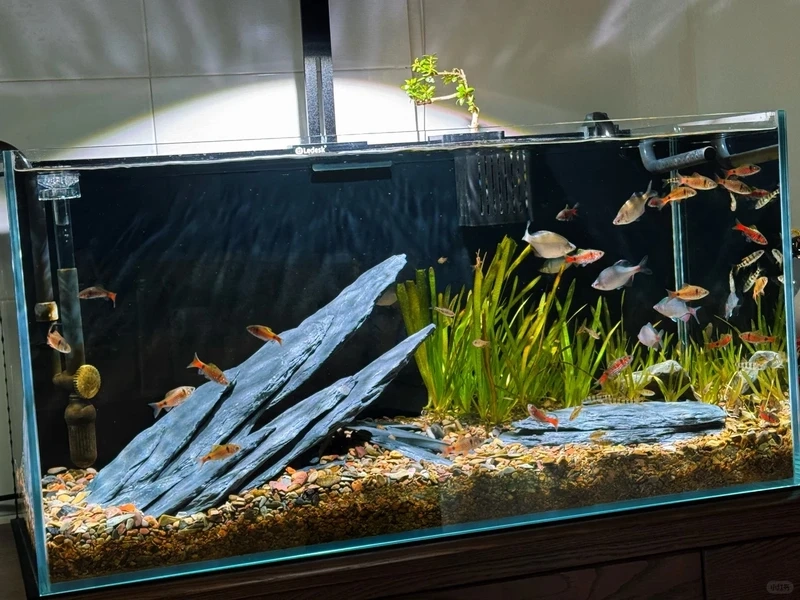 Không gian sống động với bể thủy sinh biotop trưng bày