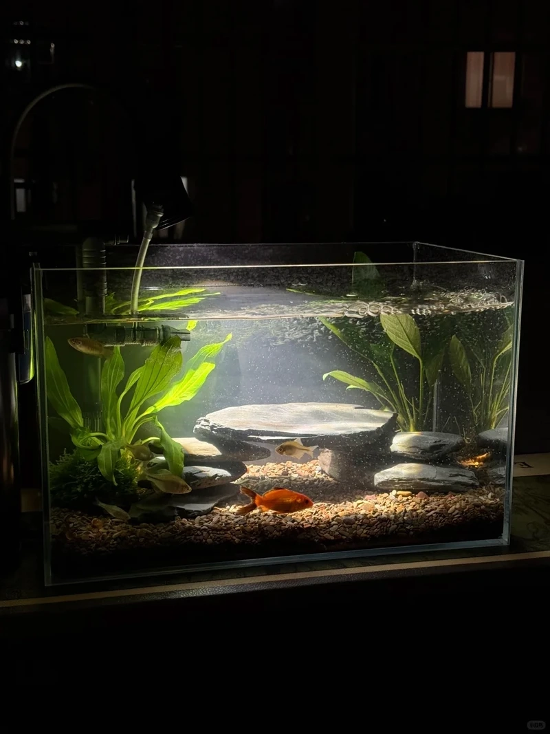 Decor phòng khách bằng bể thủy sinh biotop trong nhà