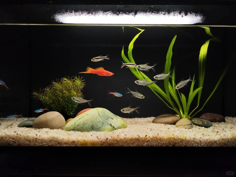 Góc thư giãn với bể thủy sinh biotop trong nhà