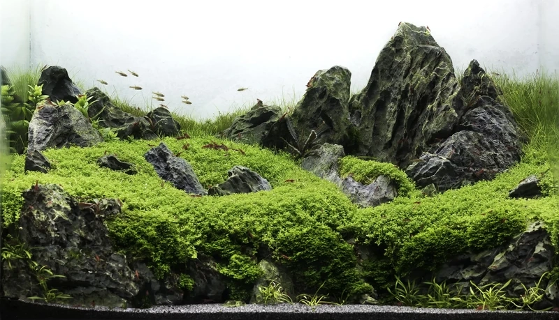 Top mẫu bể thủy sinh đá tiger cao cấp đáng đầu tư nhất