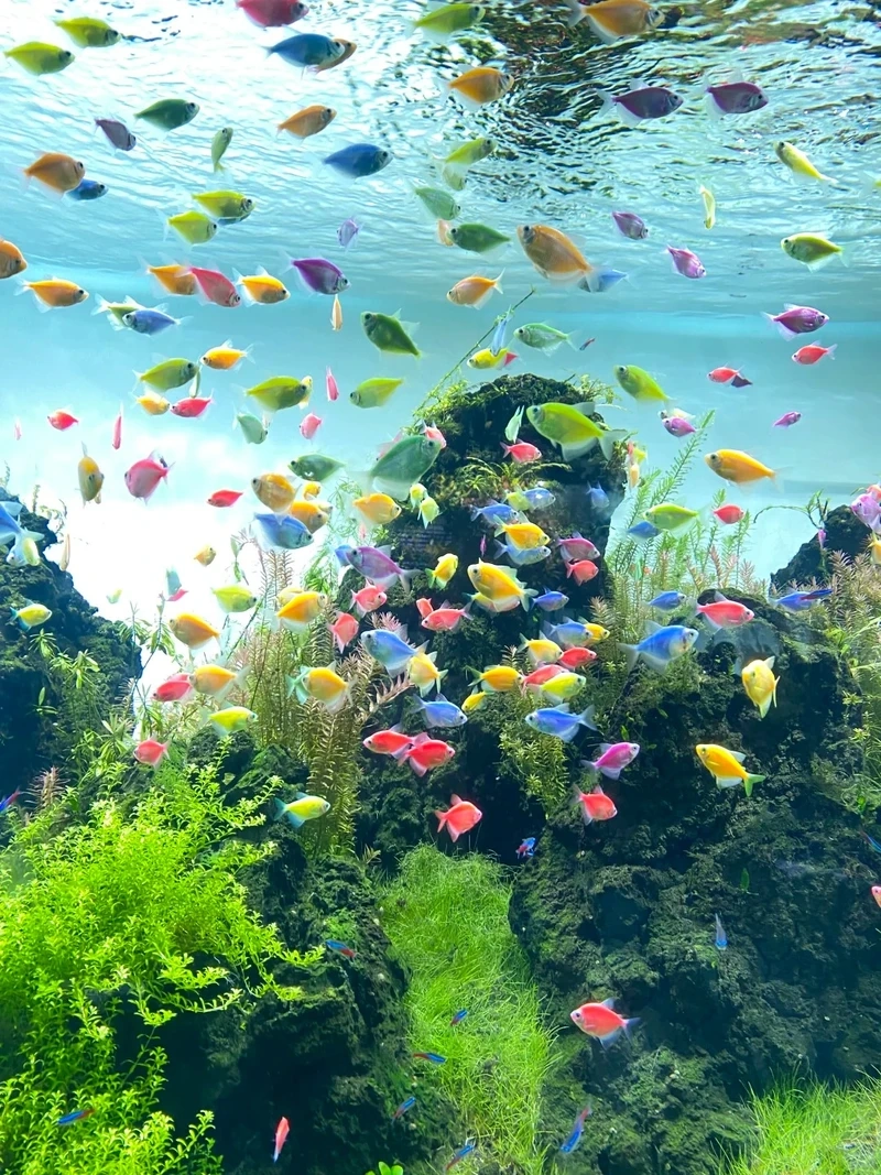 Ngắm cá cánh buồm bơi đàn cực đẹp trong bể thủy sinh