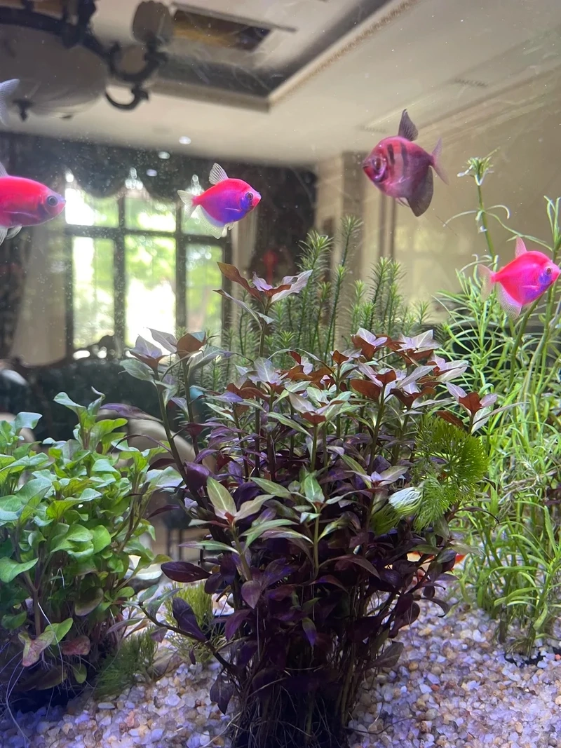 Tìm hiểu cá cánh buồm nước ngọt cho người mới chơi