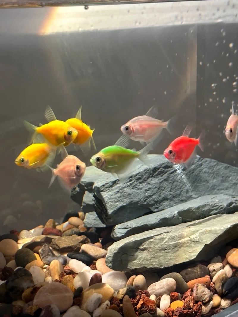 Gợi ý cá cánh buồm nuôi chung với các loài hiền