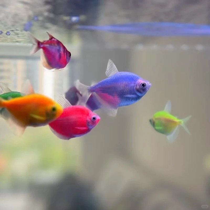 Check ngay cá cánh buồm trong bể thủy sinh đẹp