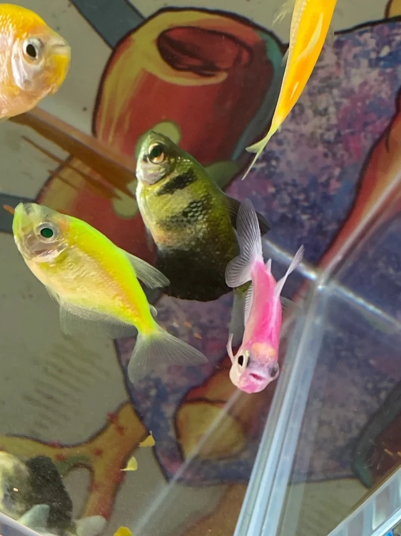 Review nhanh cá cánh buồm hiền cho bể cộng đồng