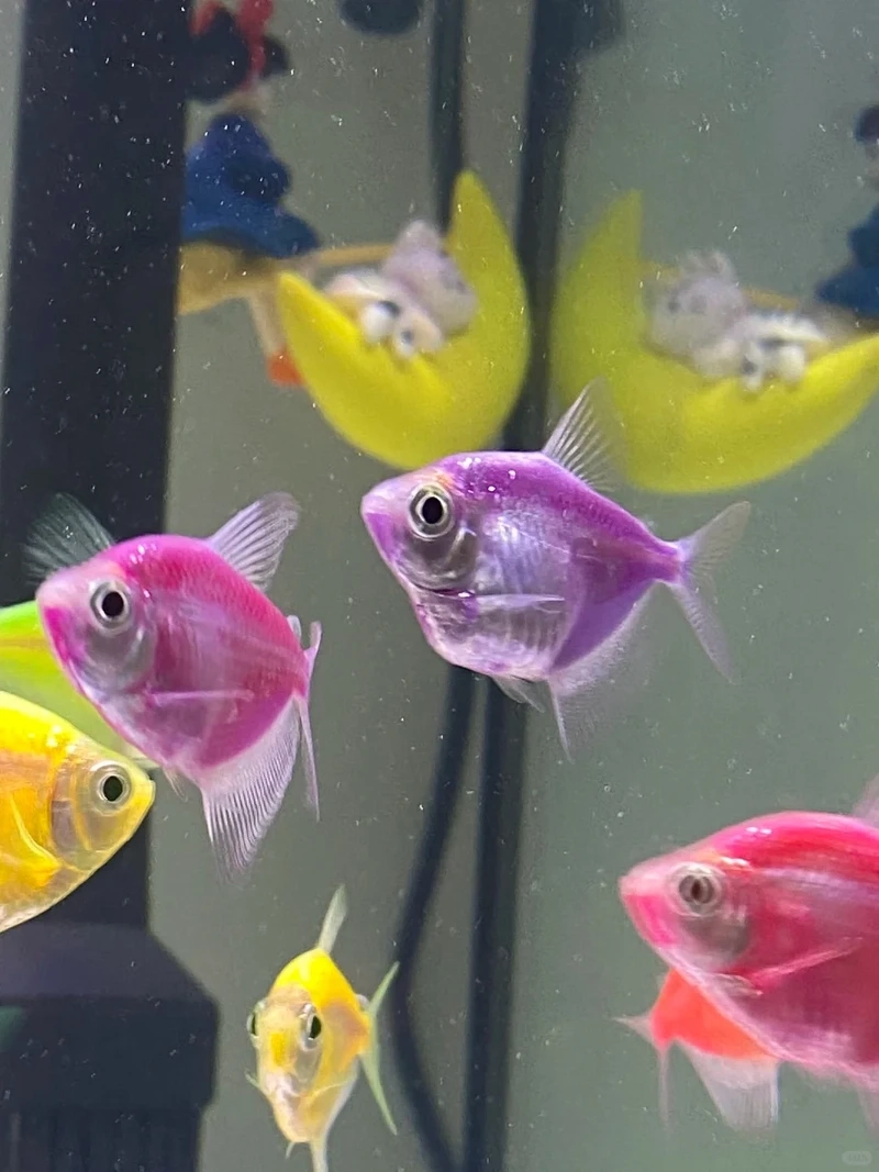 Top mẫu cá cánh buồm cảnh được ưa chuộng