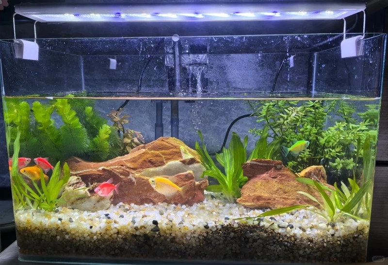 Nổi bật với cá cánh buồm dáng cao bơi cực sang