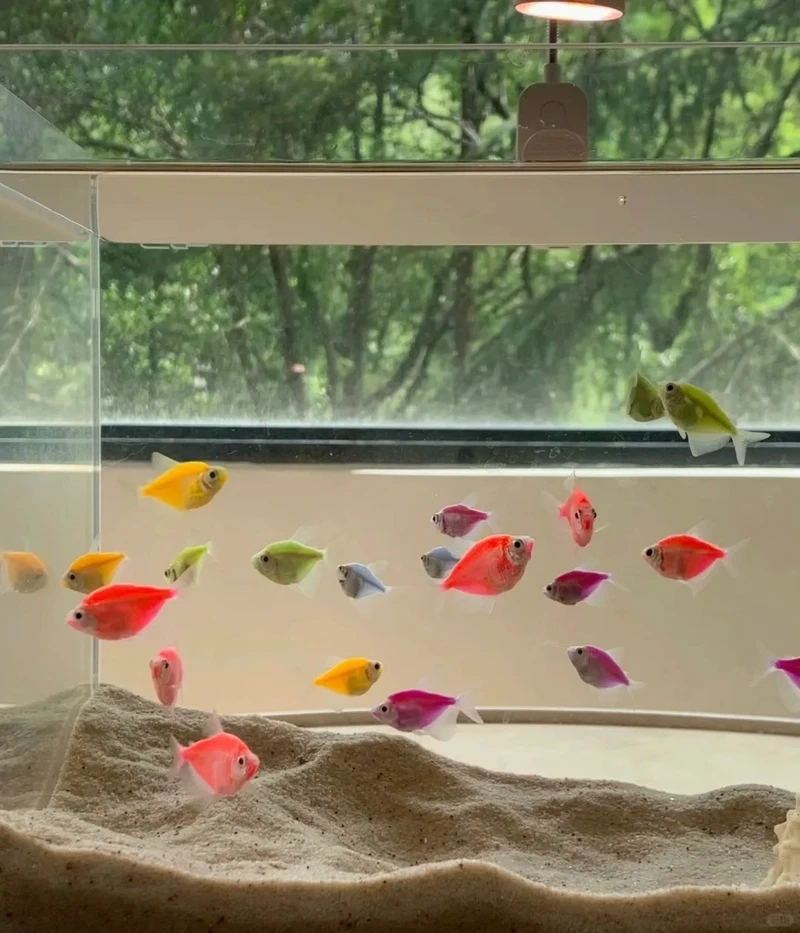 Tập tính cá cánh buồm sống theo đàn rất thú vị