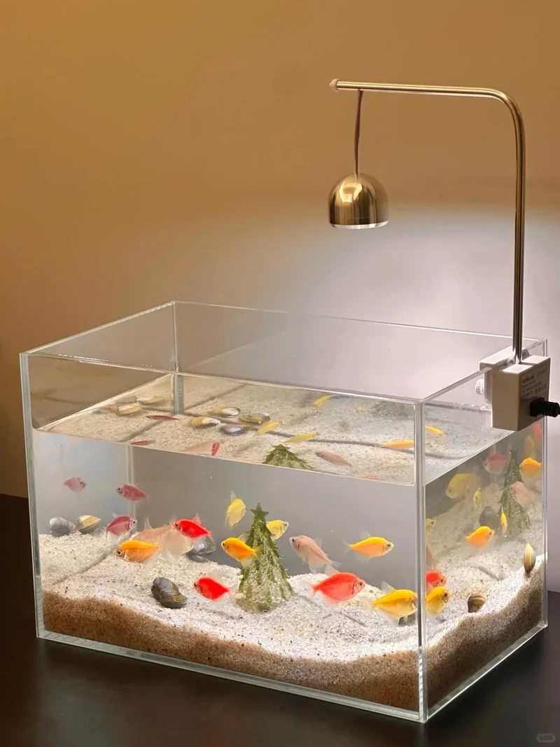 Tổng hợp cá cánh buồm bể đẹp đang hot