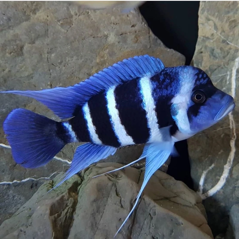 Tìm hiểu cá đầu bò nước ngọt cho người mới chơi