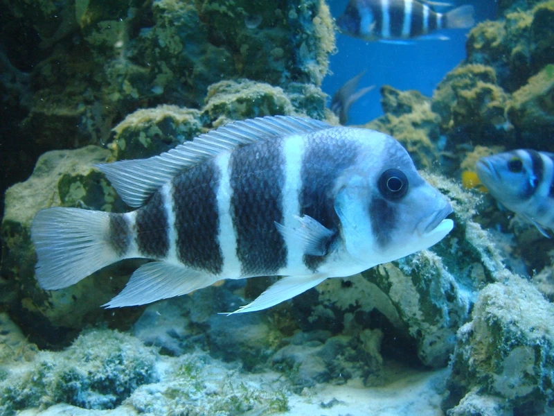 Tập tính cá đầu bò săn mồi cực kỳ thú vị