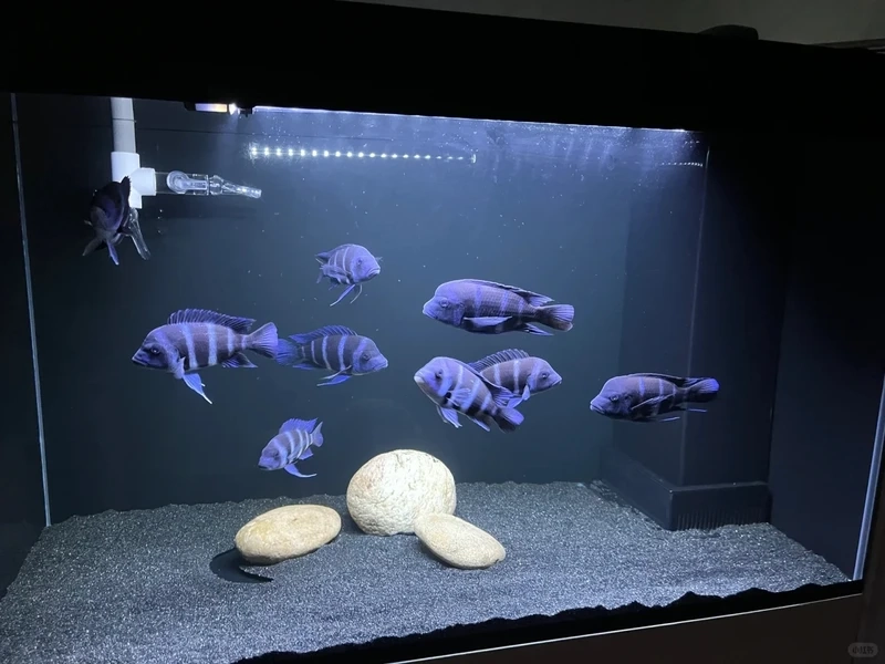 Kinh nghiệm cá đầu bò nuôi riêng hạn chế xung đột