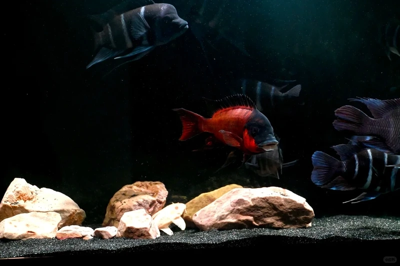 Gợi ý thả cá đầu bò cho hồ cá phong cách tự nhiên